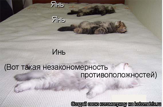 Котоматрица: Янь Янь Инь (Вот такая незакономерность  противоположностей)