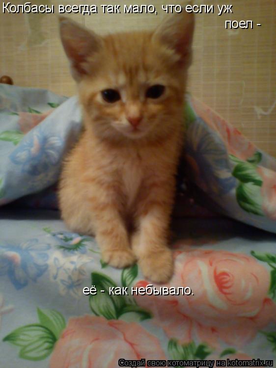 Котоматрица: Колбасы всегда так мало, что если уж поел - её - как небывало.