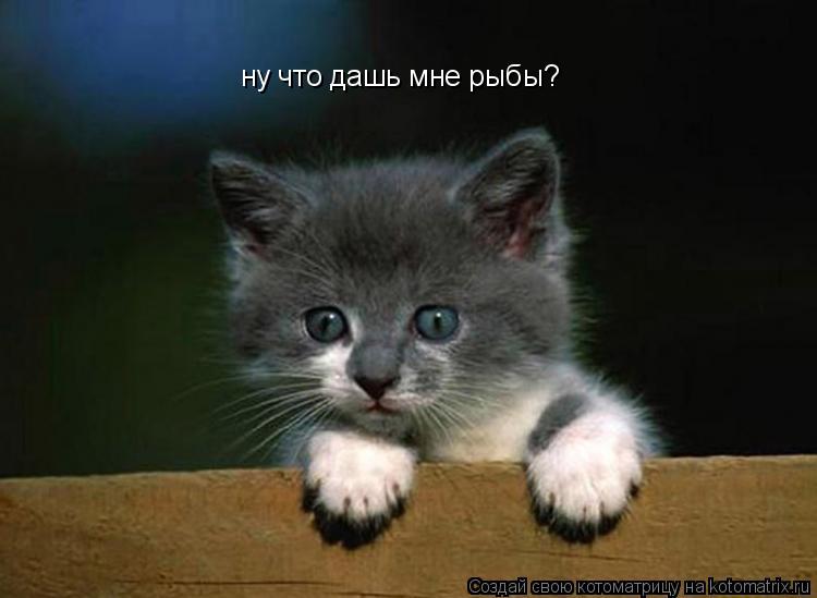 Котоматрица: ну что дашь мне рыбы?