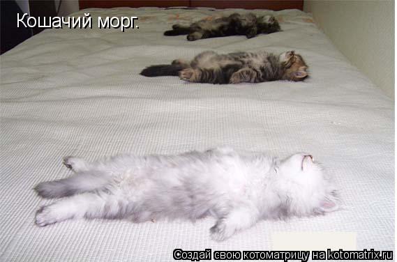 Котоматрица: Кошачий морг.