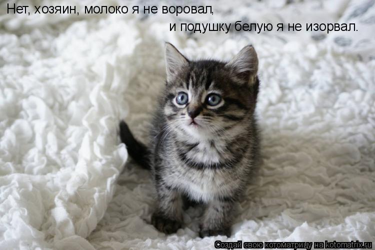 Котоматрица: Нет, хозяин, молоко я не воровал , и подушку белую я не изорвал.