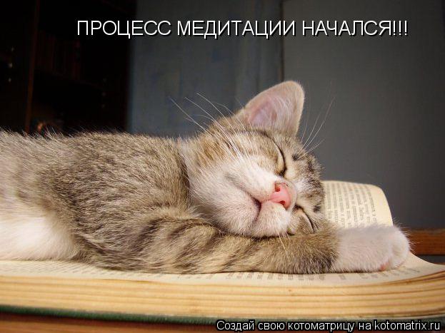 Котоматрица: ПРОЦЕСС МЕДИТАЦИИ НАЧАЛСЯ!!!