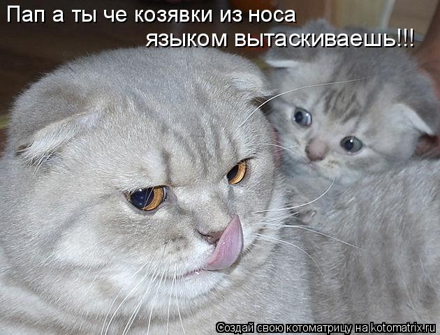 Котоматрица: Пап а ты че козявки из носа языком вытаскиваешь!!!