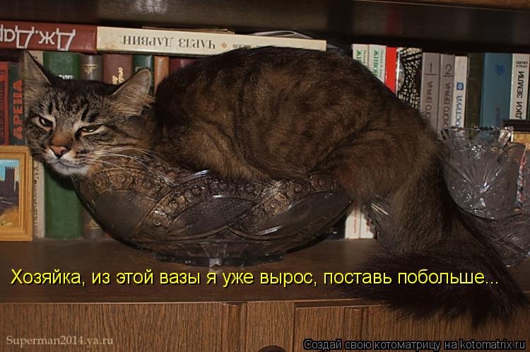 Хозяйка, из этой вазы я уже вырос, поставь побольше...... Котоматрица: Хозяйка, из этой вазы я уже вырос, поставь побольше...