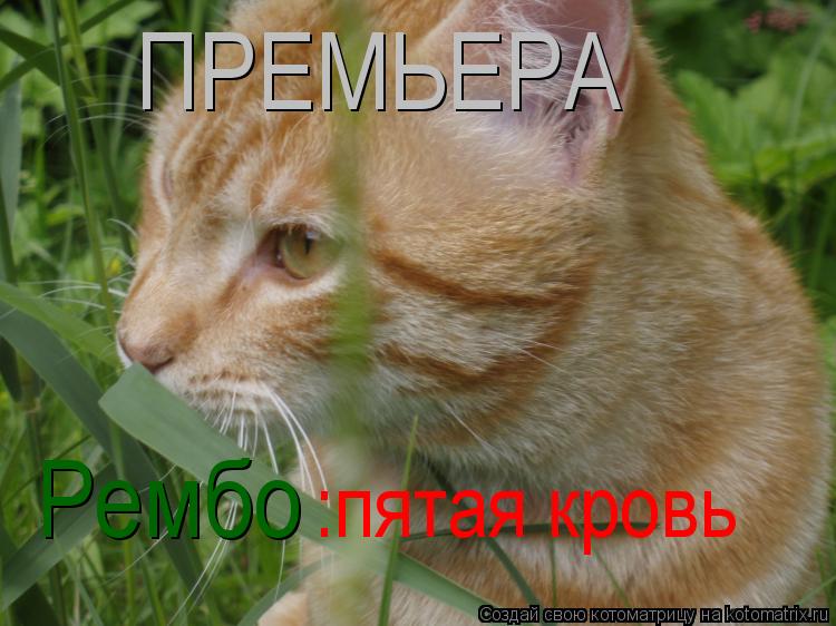 Котоматрица: ПРЕМЬЕРА Рембо :пятая кровь