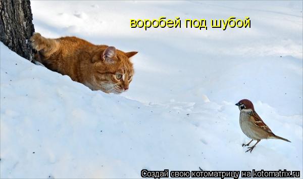Котоматрица: воробей под шубой