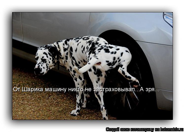 Котоматрица: От Шарика машину никто не застраховывал...А зря...