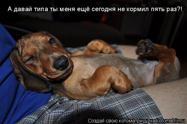 Котоматрица: А давай типа ты меня ещё сегодня не кормил пять раз?!