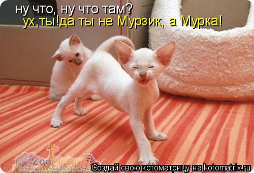 Котоматрица: ну что, ну что там?  ух,ты!да ты не Мурзик, а Мурка!