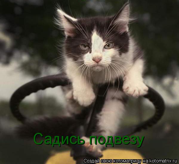 Котоматрица: Садись подвезу