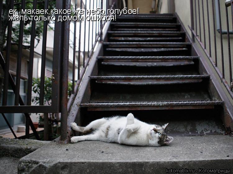 Котоматрица: ек, макаек,какое же небо голубое!  жаль только домом ошибся!