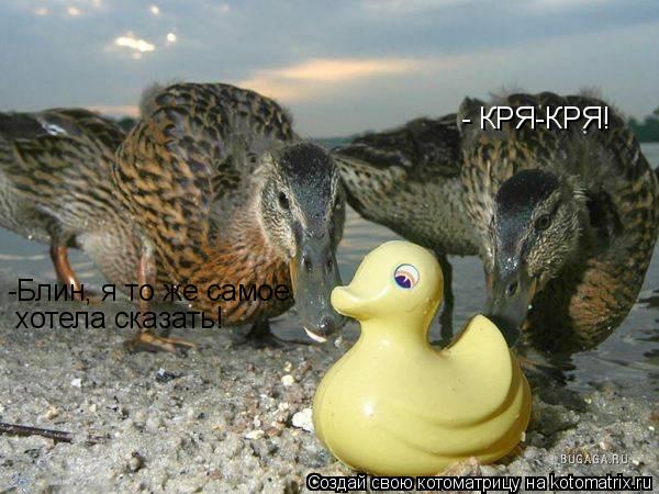 Котоматрица: - КРЯ-КРЯ! -Блин, я то же самое хотела сказать!