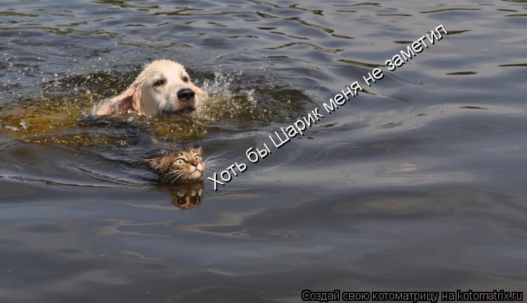 Котоматрица: Хоть бы Шарик меня не заметил