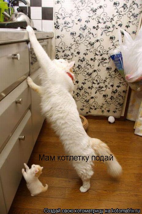Котоматрица: Мам котлетку подай