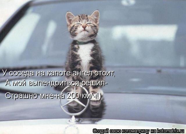 Котоматрица: У соседа на капоте ангел стоит, А мой выпендриться решил- Страшно мне-на 200 км/ч!)