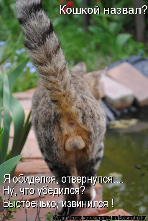 Котоматрица: Кошкой назвал? Я обиделся, отвернулся.... Ну, что убедился? Быстренько, извинился !