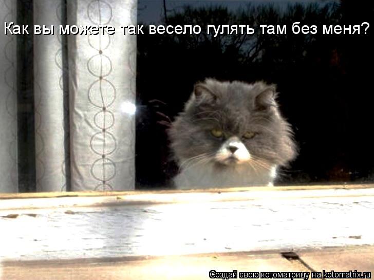 Как вы можете так весело гулять там без меня?... Котоматрица: Как вы можете так весело гулять там без меня?