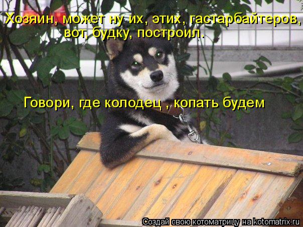 Котоматрица: Хозяин, может ну их, этих, гастарбайтеров, вот, будку, построил. Говори, где колодец , копать будем