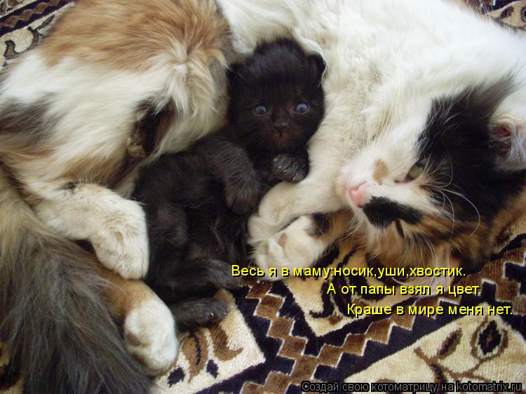 Котоматрица: Весь я в маму:носик,уши,хвостик. А от папы взял я цвет. Краше в мире меня нет.