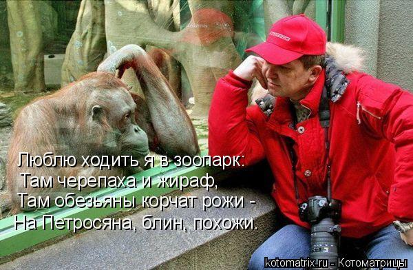 Котоматрица: Люблю ходить я в зоопарк: Там черепаха и жираф, Там обезьяны корчат рожи - На Петросяна, блин, похожи…
