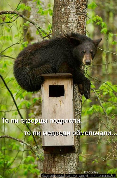 То ли скворцы подросли, то ли медведи обмельчали...... Котоматрица: То ли скворцы подросли, то ли медведи обмельчали...