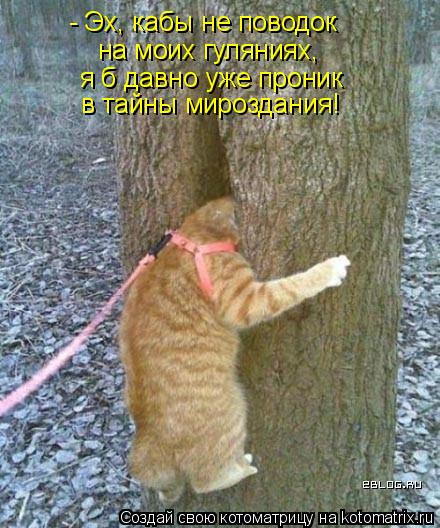 - Эх, кабы не поводок на моих гуляниях, я б давно уже проник в тайны мироздания!... Котоматрица: - Эх, кабы не поводок на моих гуляниях, я б давно уже проник в тайны мироздания!