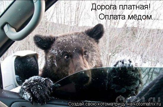 Котоматрица: Дорога платная! Оплата мёдом...