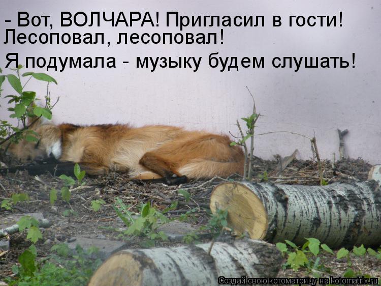 - Вот, ВОЛЧАРА! Пригласил в гости! Лесоповал, лесоповал! Я подумала - музыку будем слушать!... Котоматрица: - Вот, ВОЛЧАРА! Пригласил в гости! Лесоповал, лесоповал! Я подумала - музыку будем слушать!