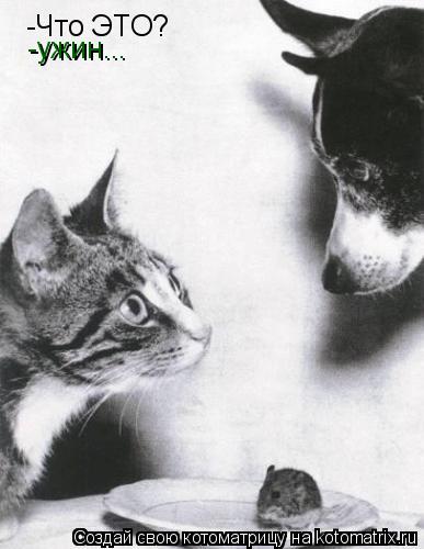 Котоматрица: -Что ЭТО? -ужин...