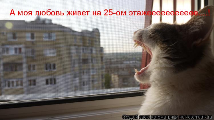 Котоматрица: А моя любовь живет на 25-ом этажеееееееееее....!