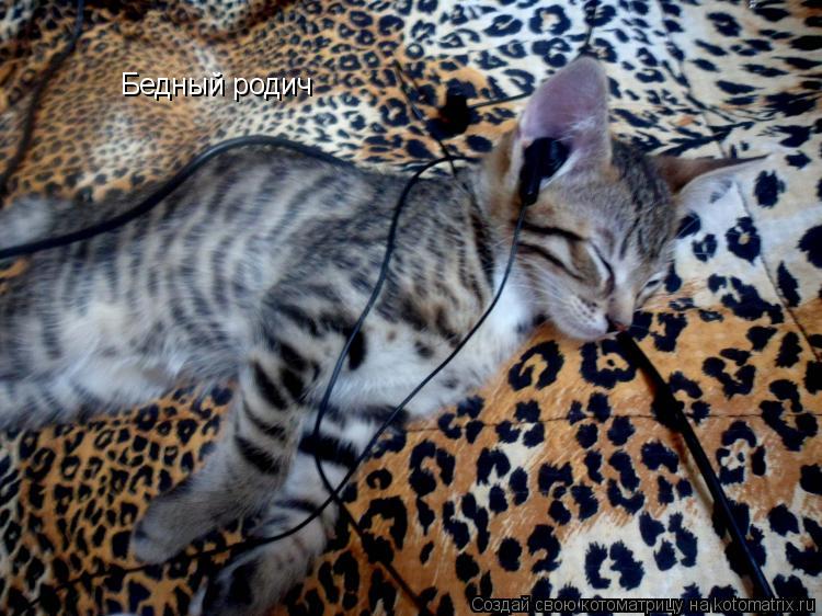 Котоматрица: Бедный родич