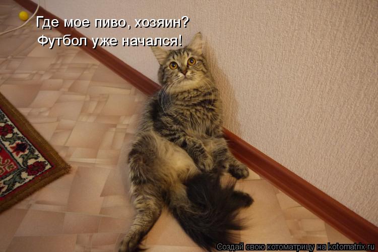 Котоматрица: Где мое пиво, хозяин? Футбол уже начался!