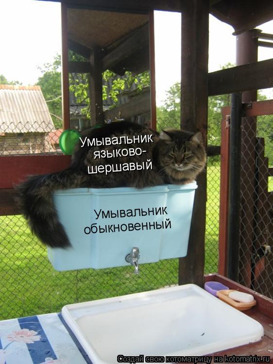 Котоматрица: Умывальник обыкновенный Умывальник языково- шершавый