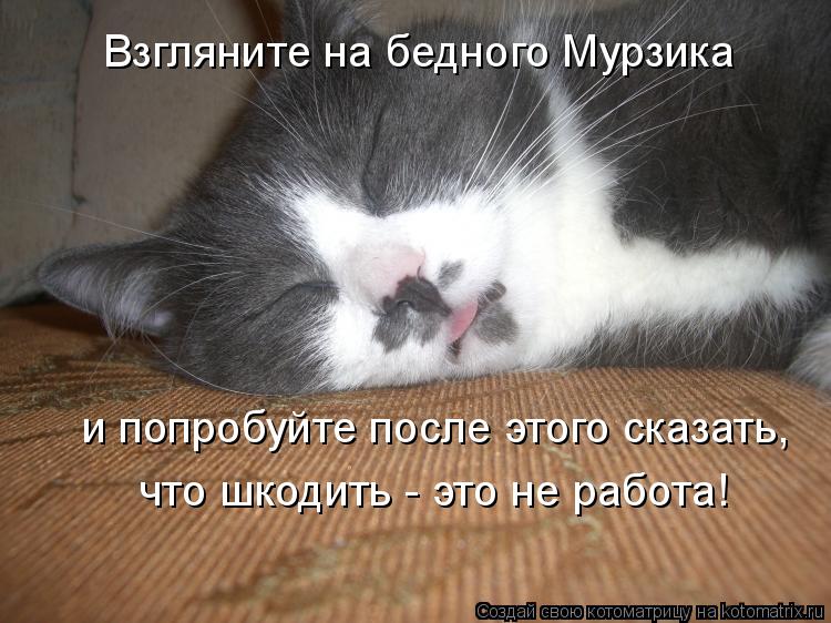 Котоматрица: Взгляните на бедного Мурзика и попробуйте после этого сказать, что шкодить - это не работа!