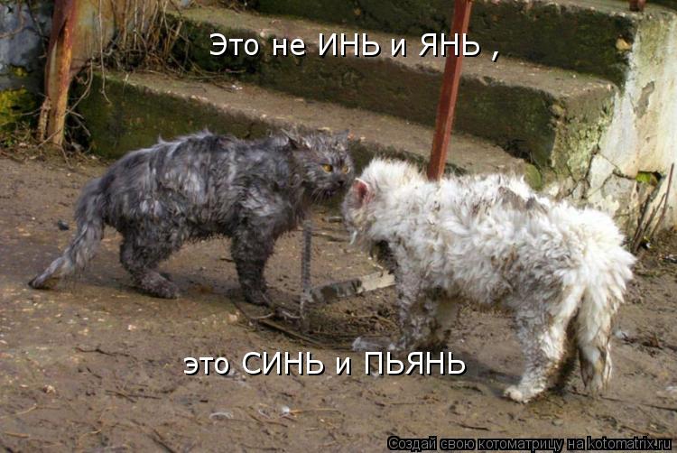 Котоматрица: Это не ИНЬ и ЯНЬ , это СИНЬ и ПЬЯНЬ