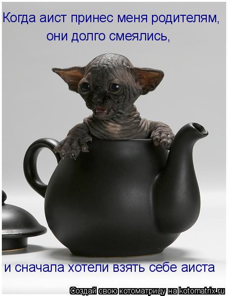 Котоматрица: Когда аист принес меня родителям, они долго смеялись, и сначала хотели взять себе аиста