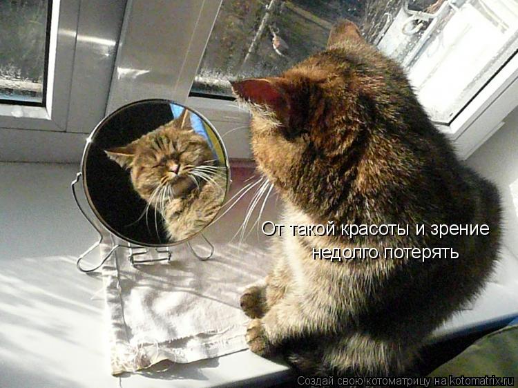 Котоматрица: От такой красоты и зрение  недолго потерять