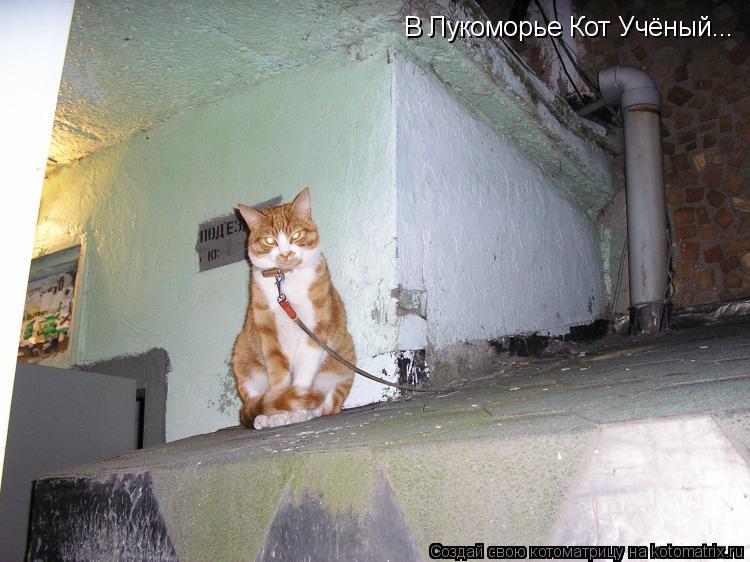 Котоматрица: В Лукоморье Кот Учёный...