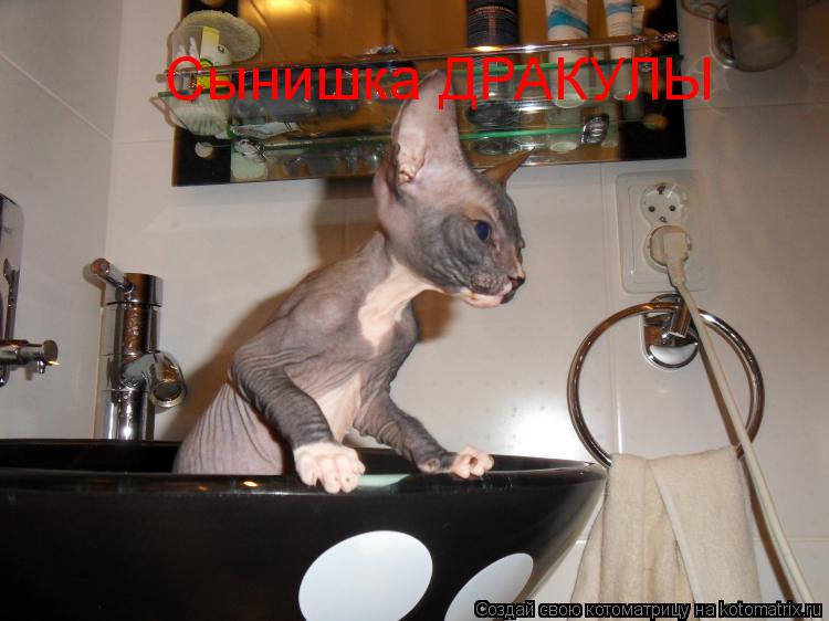 Котоматрица: Сынишка ДРАКУЛЫ