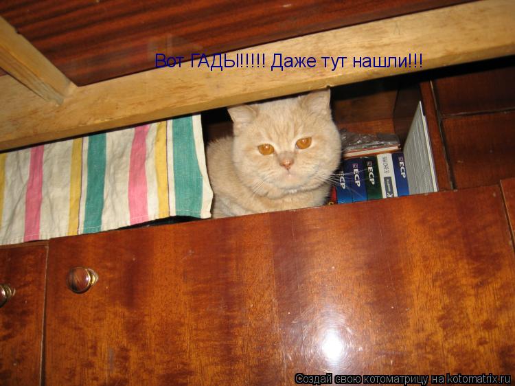 Котоматрица: Вот ГАДЫ!!!!! Даже тут нашли!!!