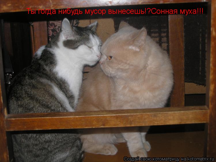 Котоматрица: Ты гогда нибудь мусор вынесешь!?Сонная муха!!!