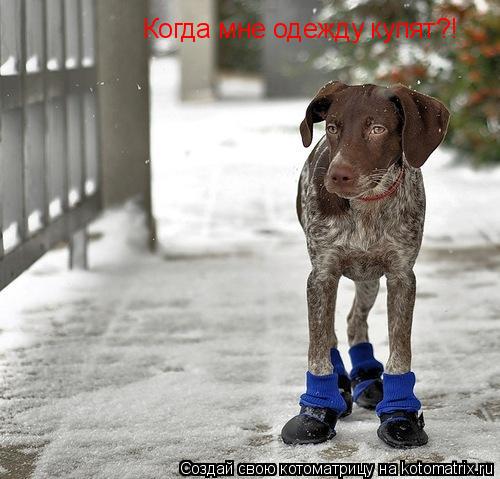 Котоматрица: Когда мне одежду купят?!