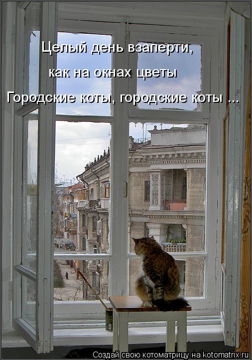 Городские коты, городские коты ... Целый день взаперти, как на окнах цветы... Котоматрица: Городские коты, городские коты ... Целый день взаперти, как на окнах цветы