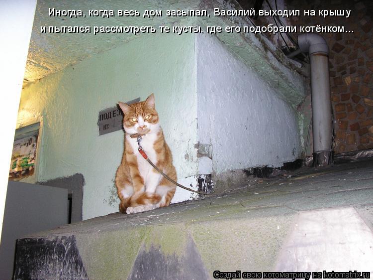 Котоматрица: Иногда, когда весь дом засыпал, Василий выходил на крышу и пытался рассмотреть те кусты, где его подобрали котёнком...