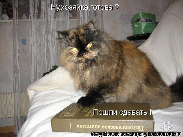Котоматрица: Ну,хозяйка,готова ? Пошли сдавать !