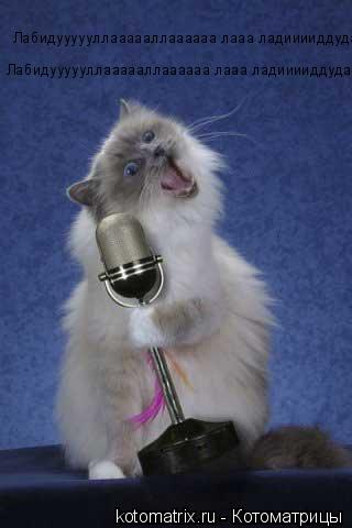 Котоматрица: Лабидуууууллаааааллаааааа лааа ладииииддудаа даааа Лабидуууууллаааааллаааааа лааа ладииииддудаа даааа