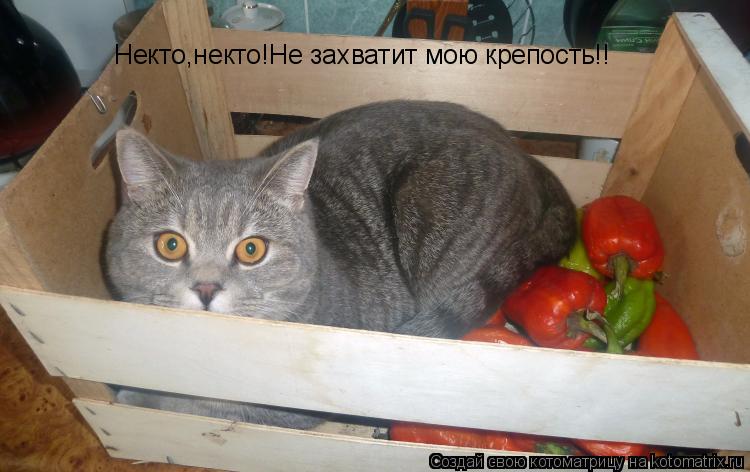Котоматрица: Некто,некто!Не захватит мою крепость!!