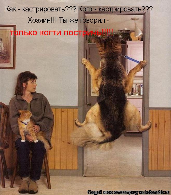 Как - кастрировать??? Кого - кастрировать??? Хозяин!!! Ты же говорил - только когти постричь!!!!!... Котоматрица: Как - кастрировать??? Кого - кастрировать??? Хозяин!!! Ты же говорил - только когти постричь!!!!!