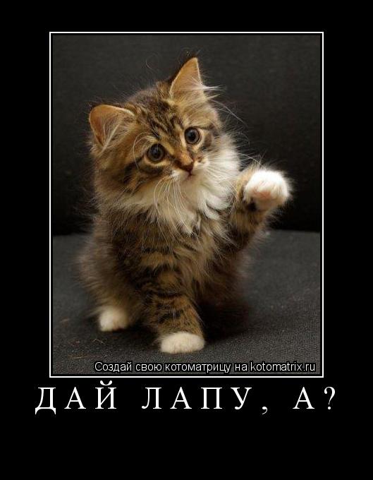 Котоматрица: Дай лапу, а? 