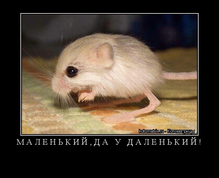 Котоматрица: Маленький,да у даленький! 